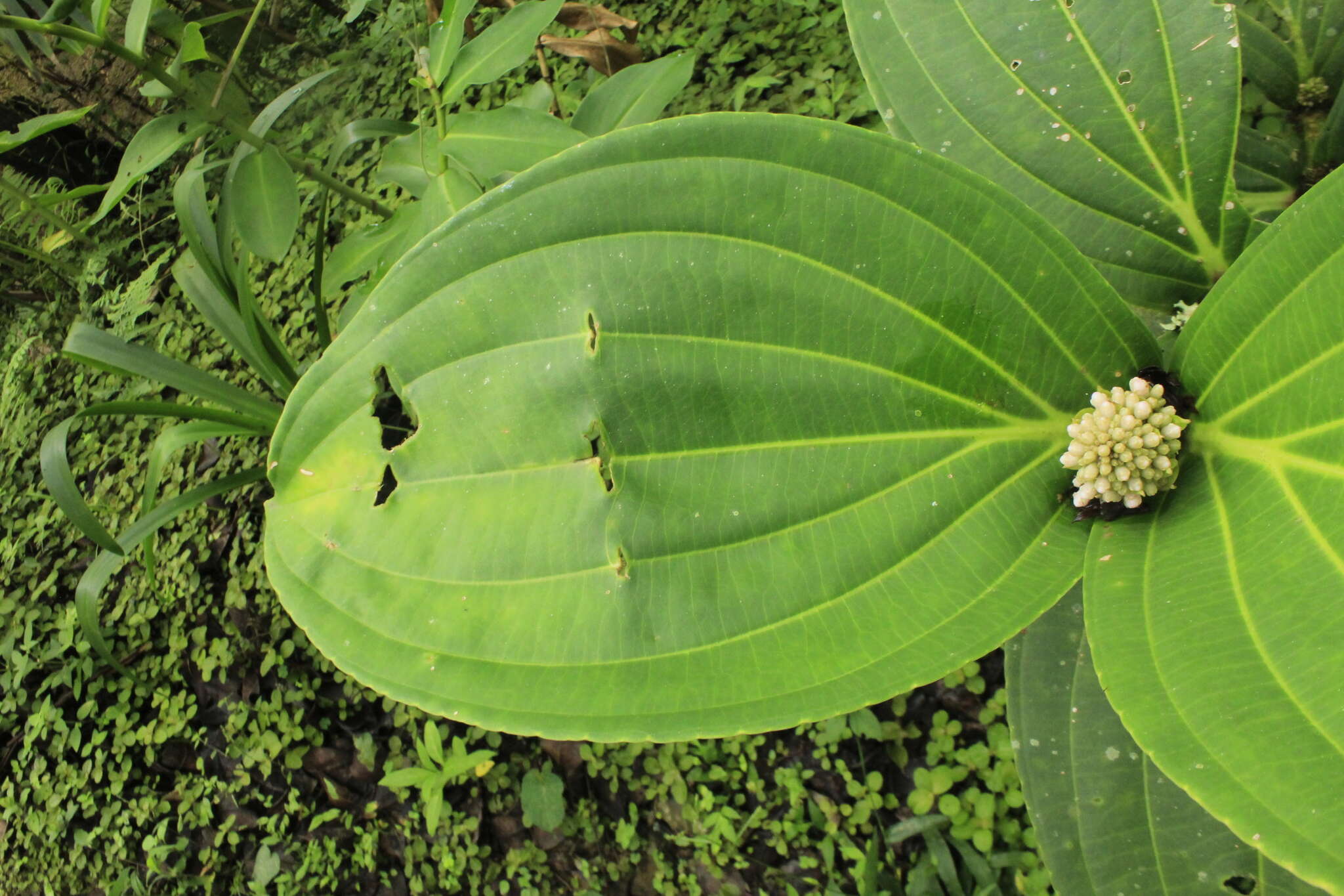 Image of Medinilla speciosa (Reinw. ex Bl.) Bl.