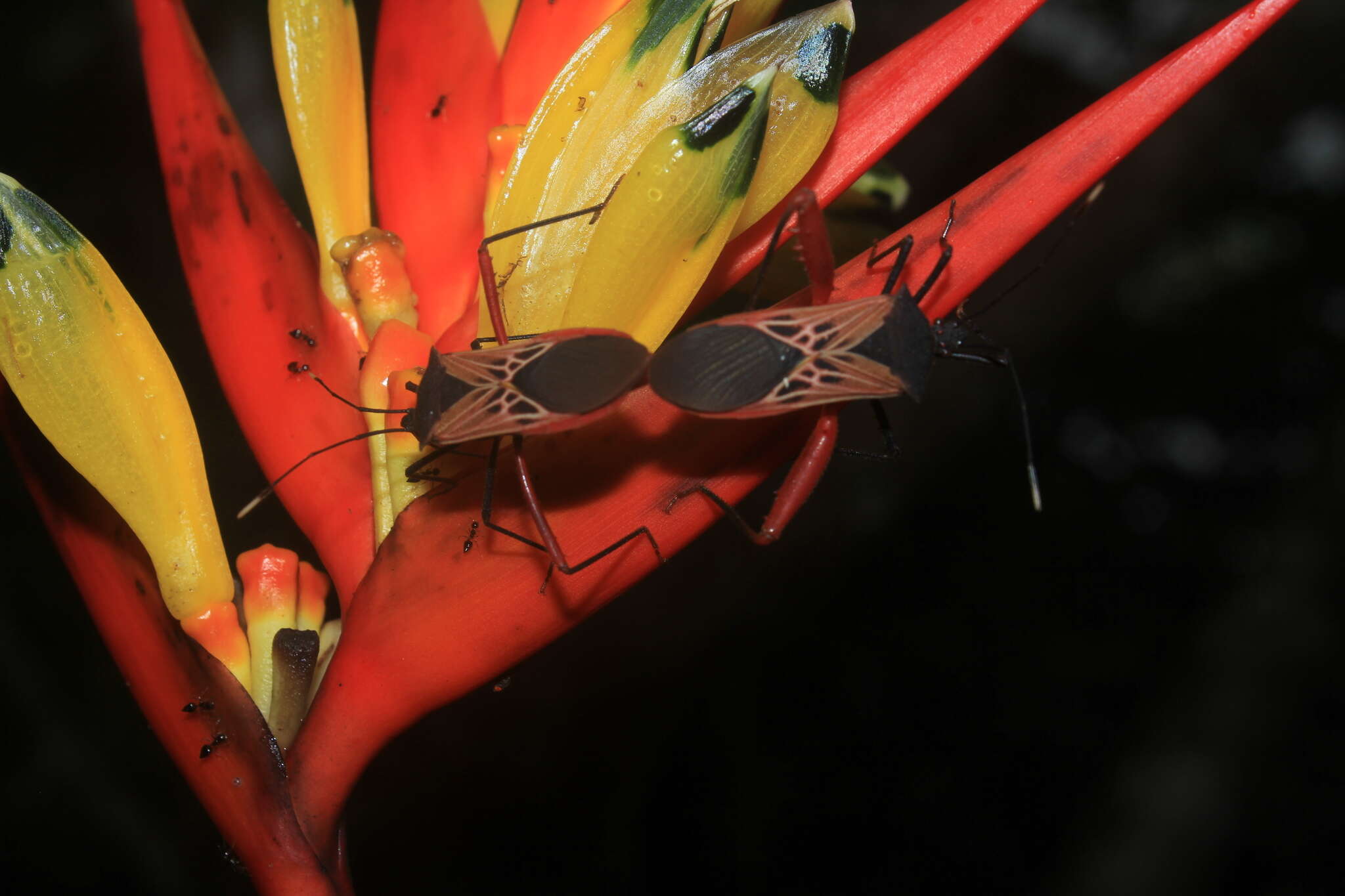 صورة Leptoscelis excellens Stål 1865