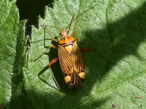 Слика од Rhabdomiris