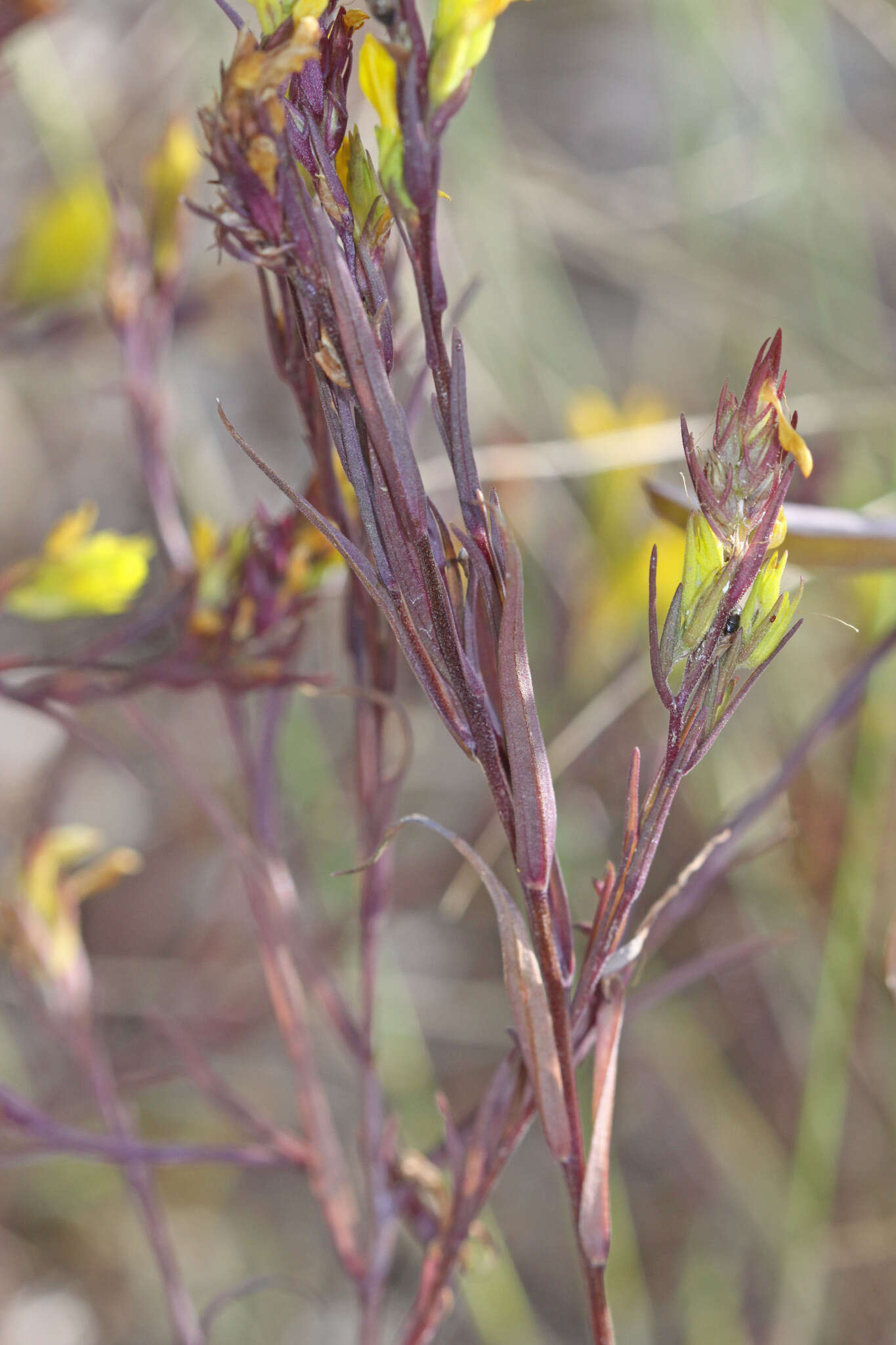 Image of Tolmie's owl's-clover