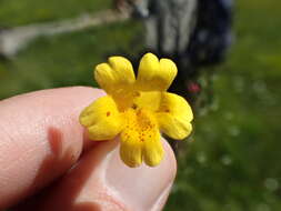Image of primrose monkeyflower