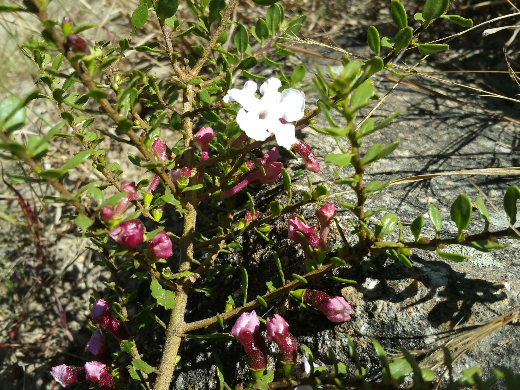 Image of Radamaea montana Benth.