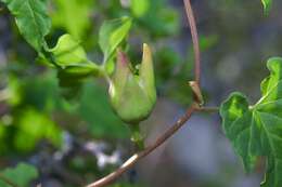 Image de Ipomoea rupicola House