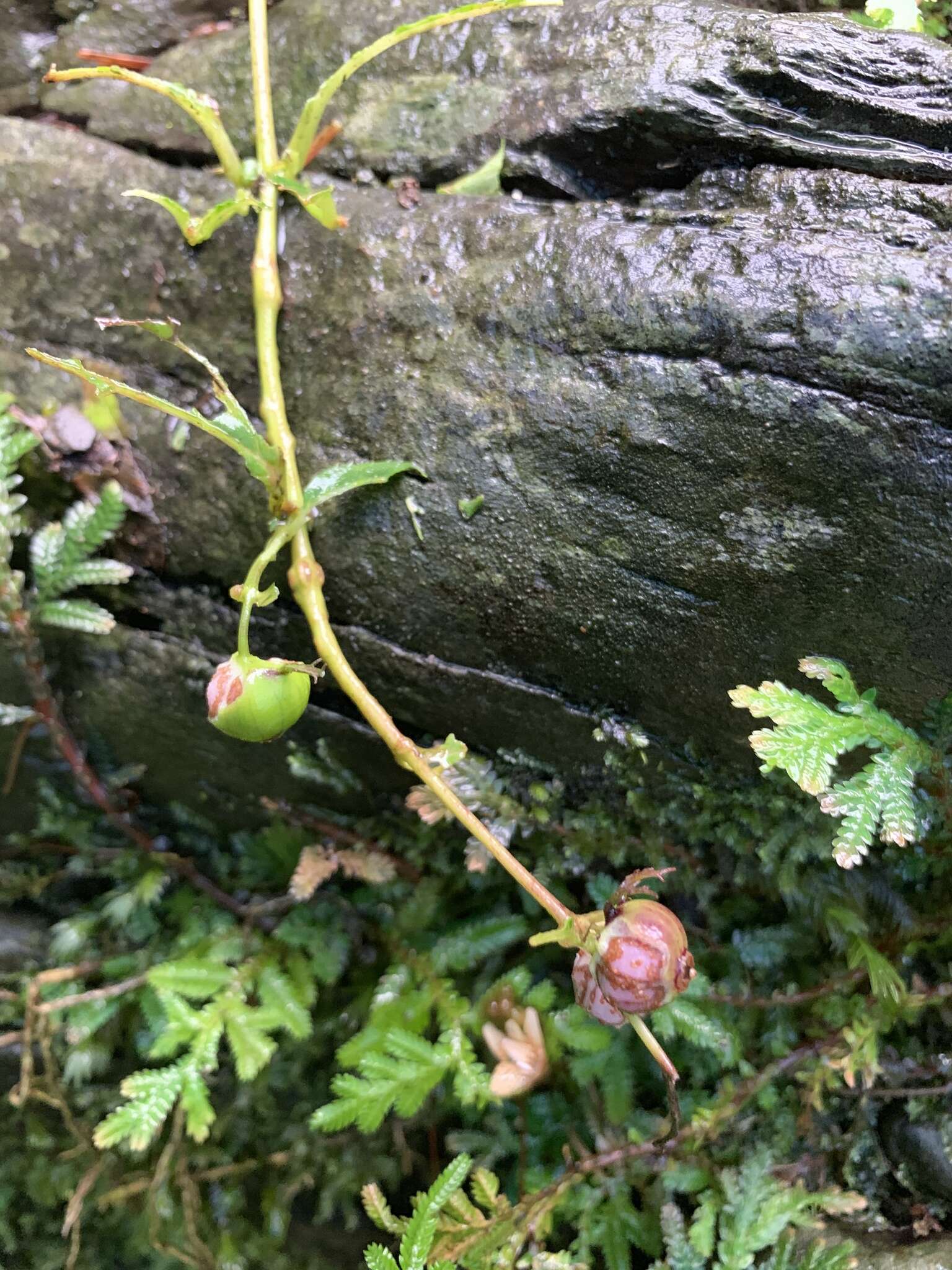 Cyclocodon lancifolius (Roxb.) Kurz resmi