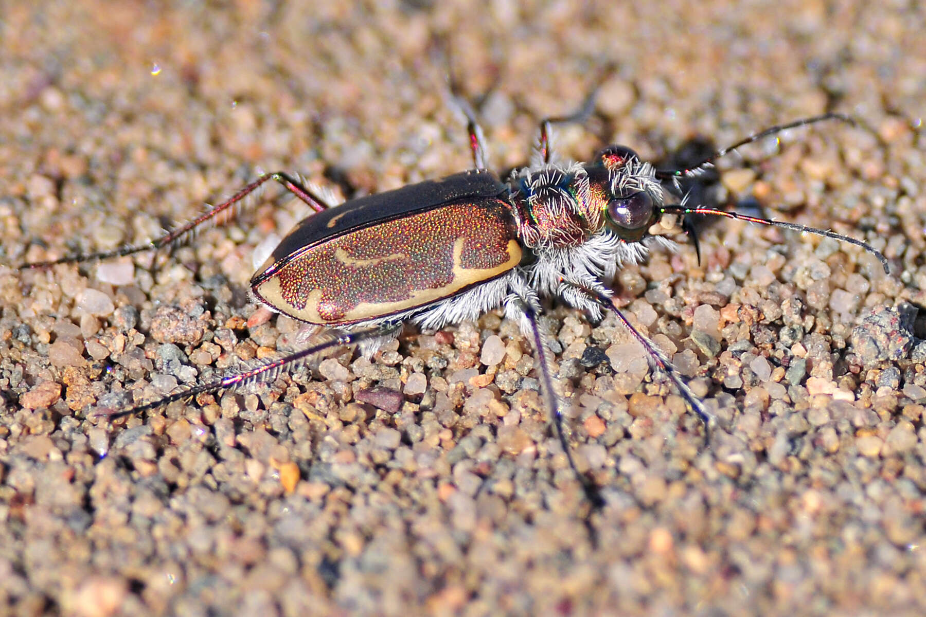 Image of Cicindela (Cicindela) hirticollis rhodensis Calder 1916