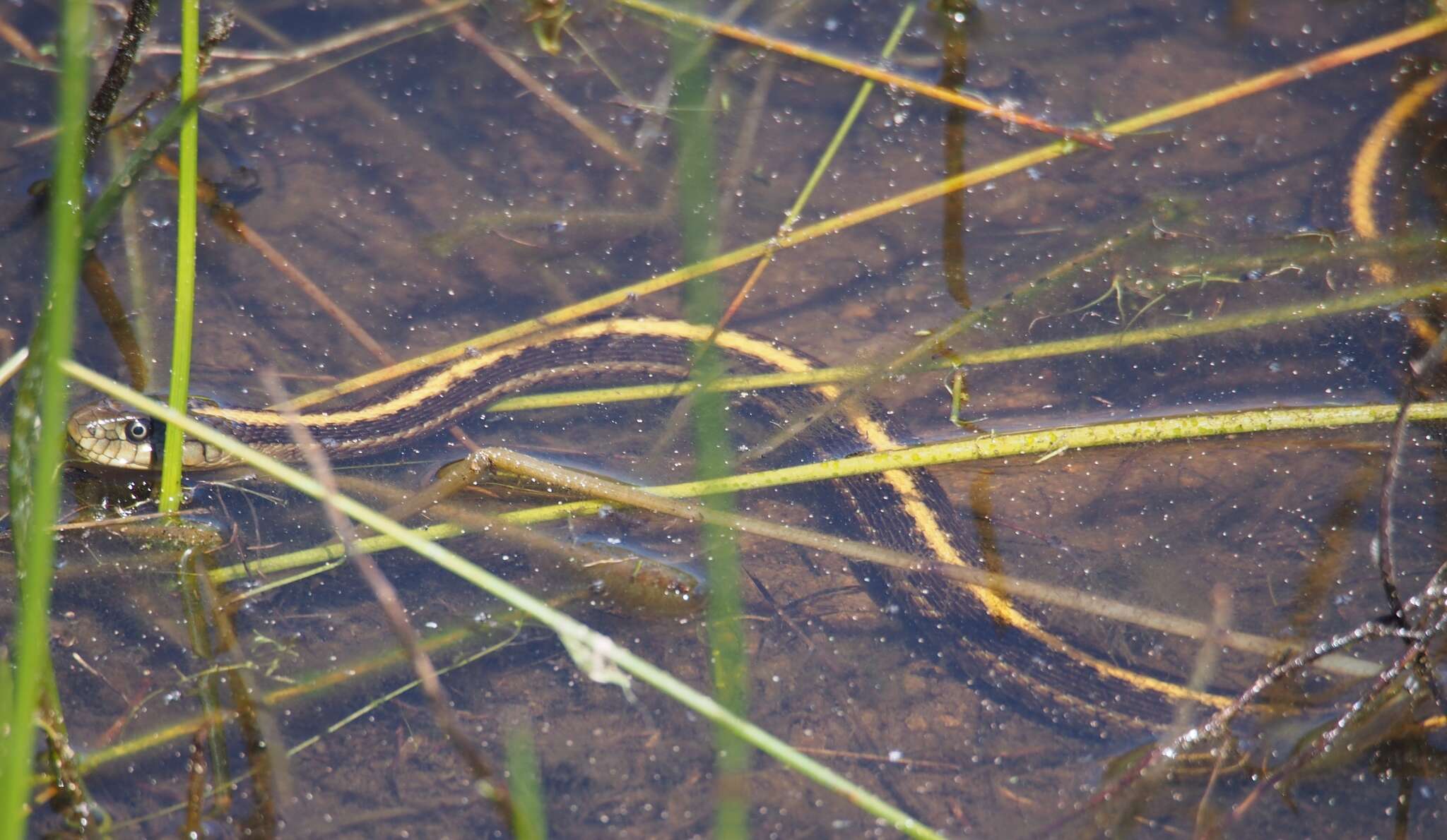 Image of Thamnophis atratus zaxanthus Boundy 1999