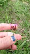 Dianthus pontederae A. Kerner的圖片