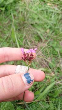 Dianthus pontederae A. Kerner的圖片