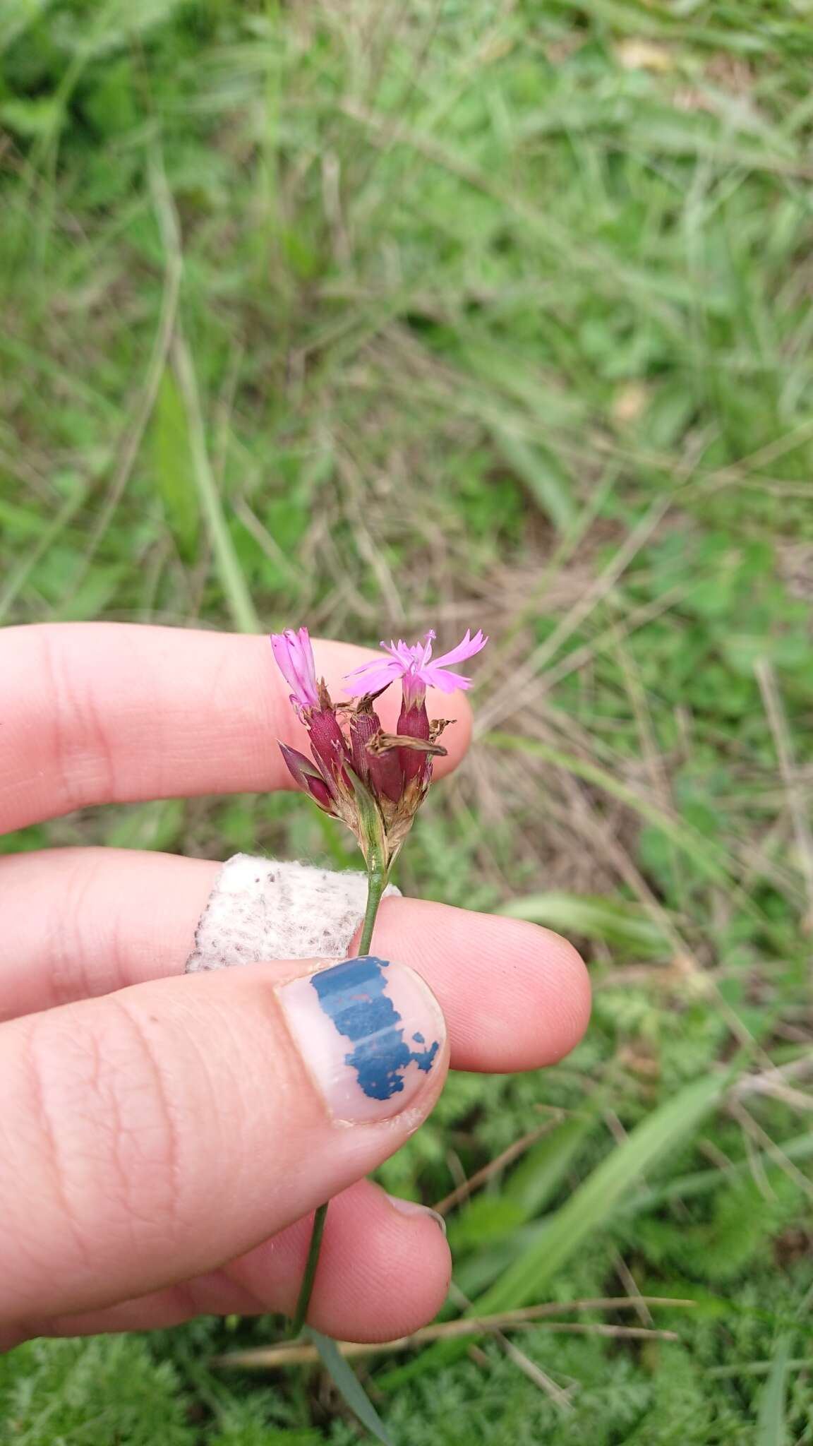 صورة Dianthus pontederae A. Kerner