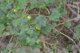 Image of tropical soda apple