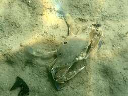 Image of blood-spotted swimming crab