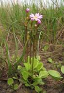 Image of Primula finmarchica Wulfen