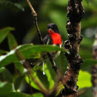 Image of Grey-sided Flowerpecker