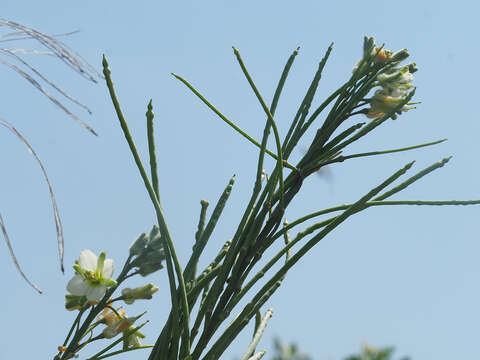 Image of Heliophila linearis var. reticulata (Eckl. & Zeyh.) Marais