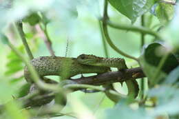 Imagem de Atheris hispida Laurent 1955