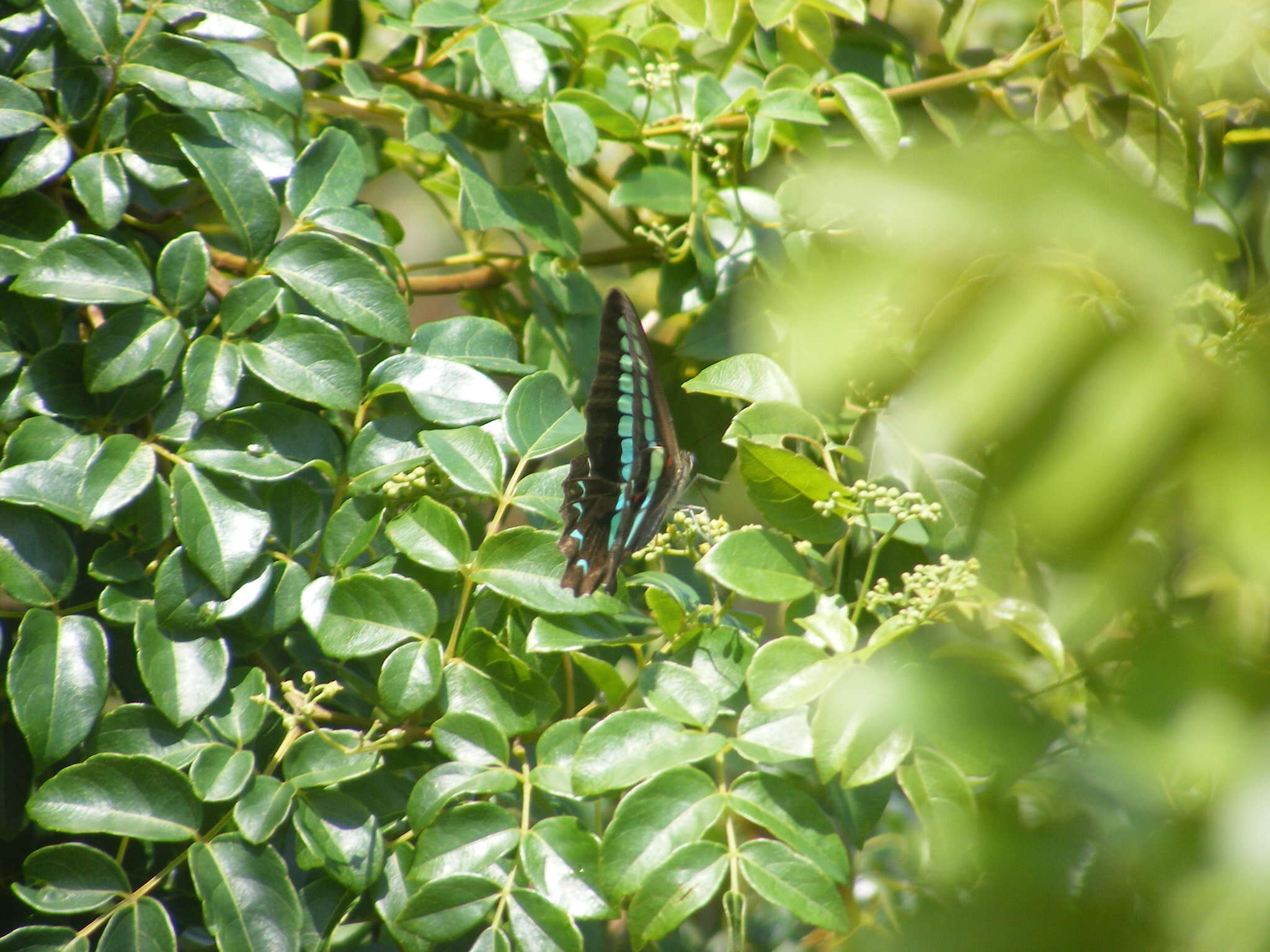 Image of <i>Graphium sarpedon connectens</i>