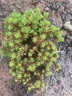 Image of Plantago arborescens subsp. arborescens