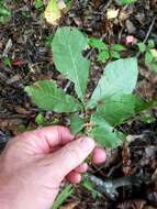 Image of shellbark hickory