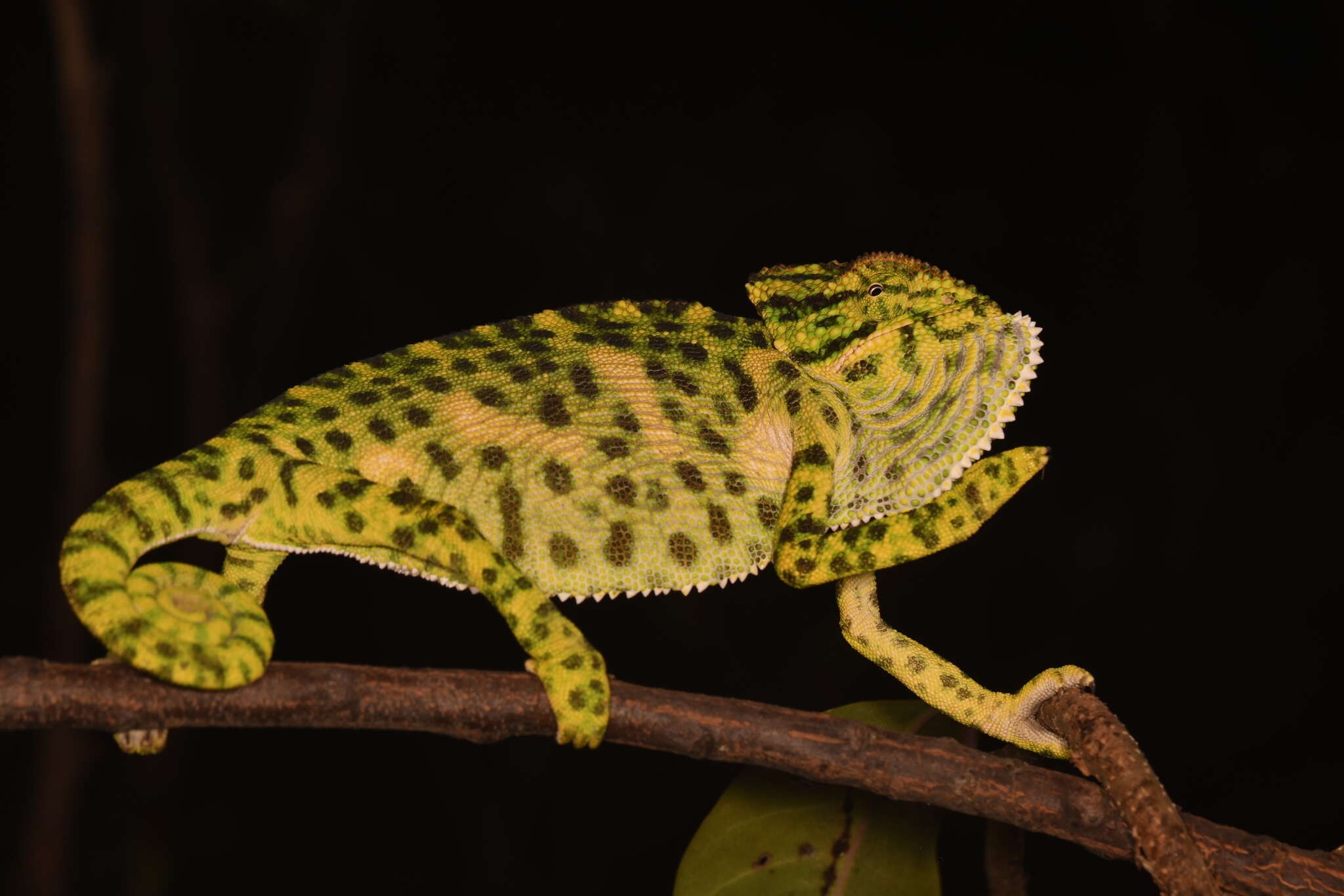 Image of Asian Chameleon