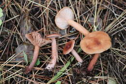 Слика од Lactarius aurantiacus (Pers.) Gray 1821