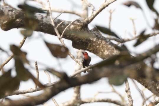 Image of Black-billed Barbet