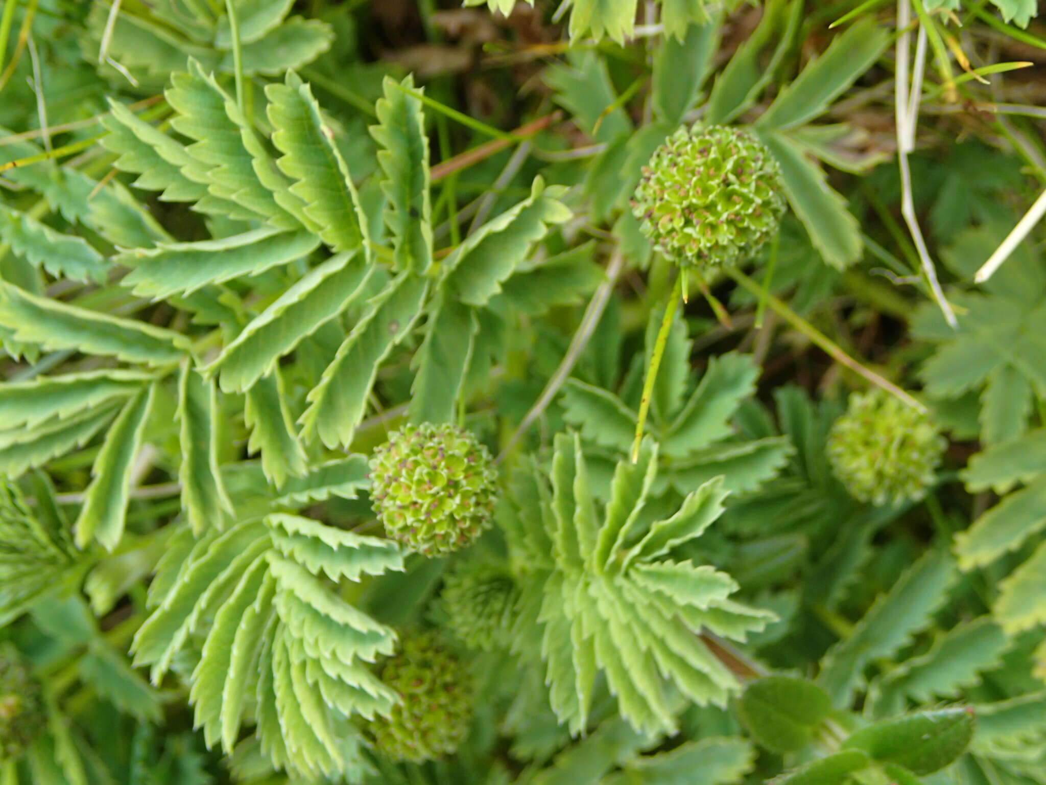 Plancia ëd Acaena minor var. antarctica (Cockayne) Allan