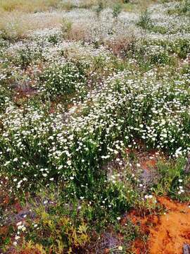 صورة Rhodanthe corymbiflora (Schltdl.) P. G. Wilson