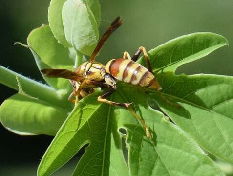 Image of Wasp