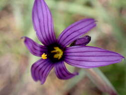 Image of Hitchcock's Blue-Eyed-Grass