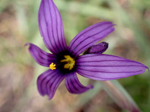 Image of Hitchcock's Blue-Eyed-Grass