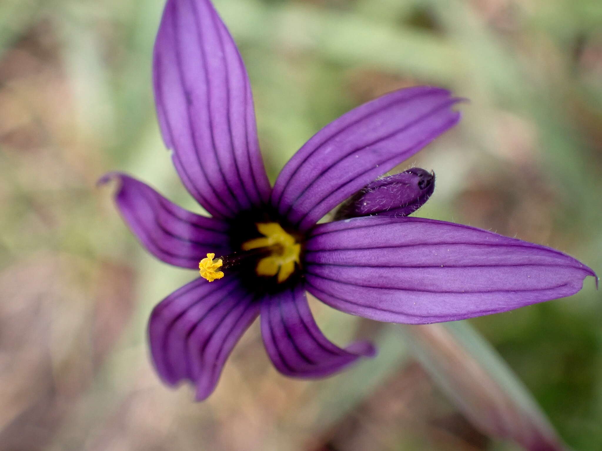 Sisyrinchium hitchcockii Douglass M. Hend.的圖片