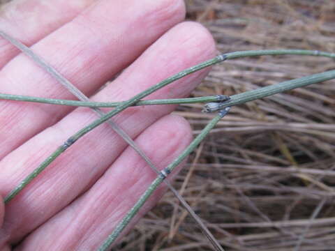 Imagem de Equisetum trachyodon (A. Br.) Koch