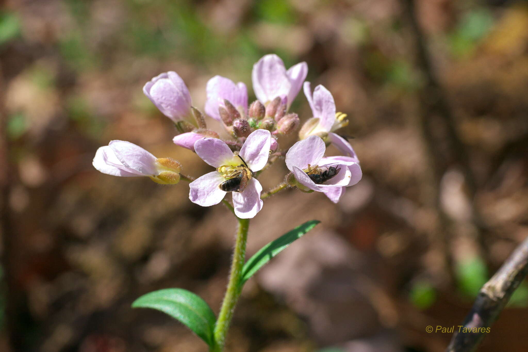 Image of Limestone Bittercress