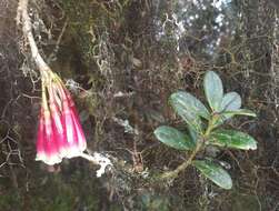 Image of Siphonandra elliptica (Ruiz & Pav.) Klotzsch