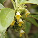 Image of Paradrymonia longifolia (Poepp.) Wiehler