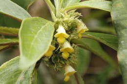 Image of Paradrymonia longifolia (Poepp.) Wiehler