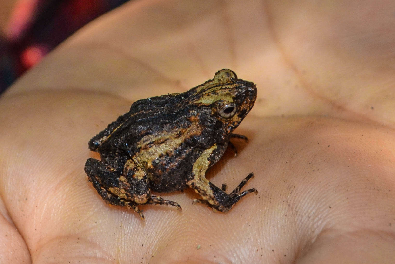 Image of Tungara Frog