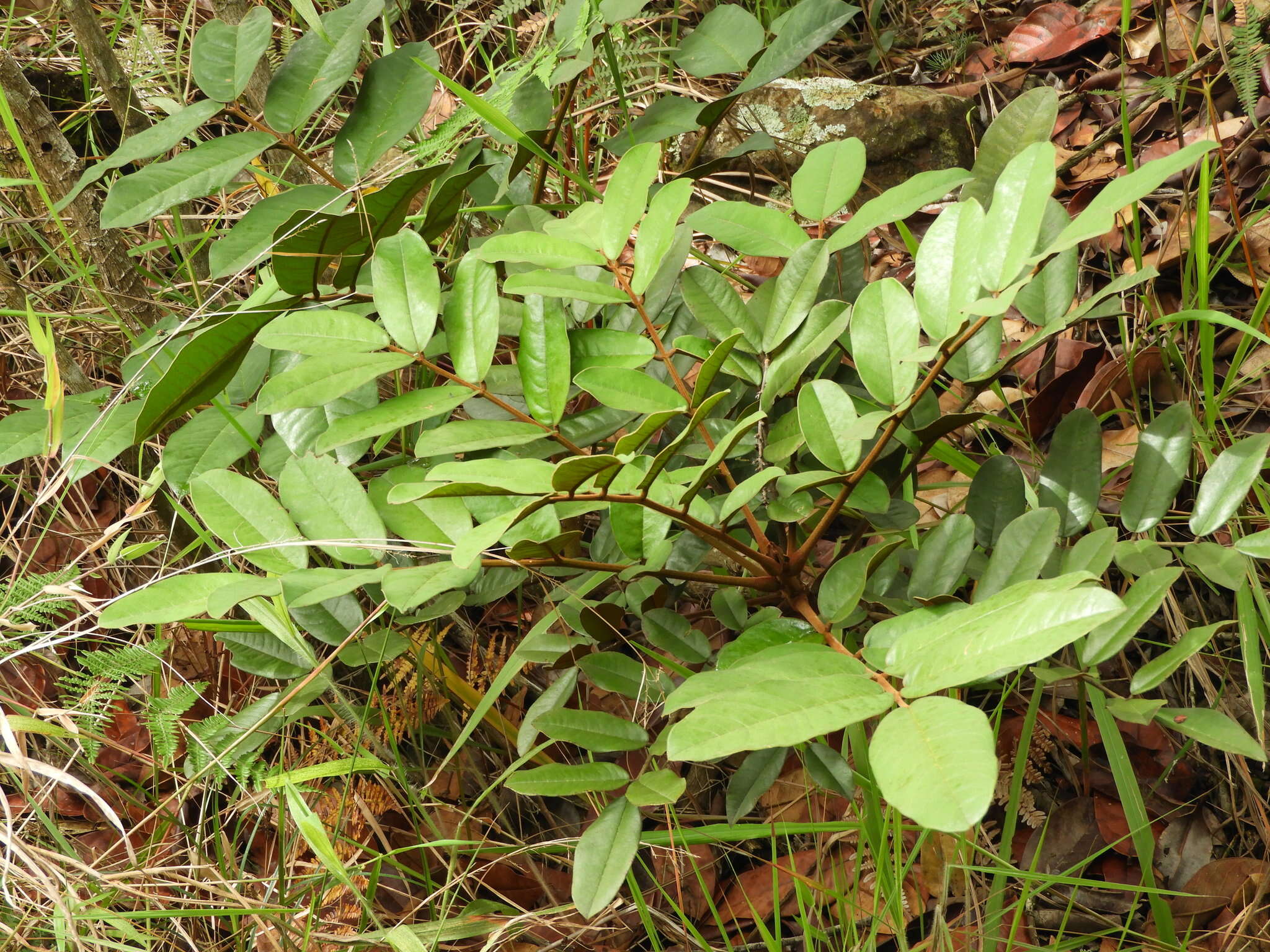 <i>Andira taurotesticulata</i>的圖片