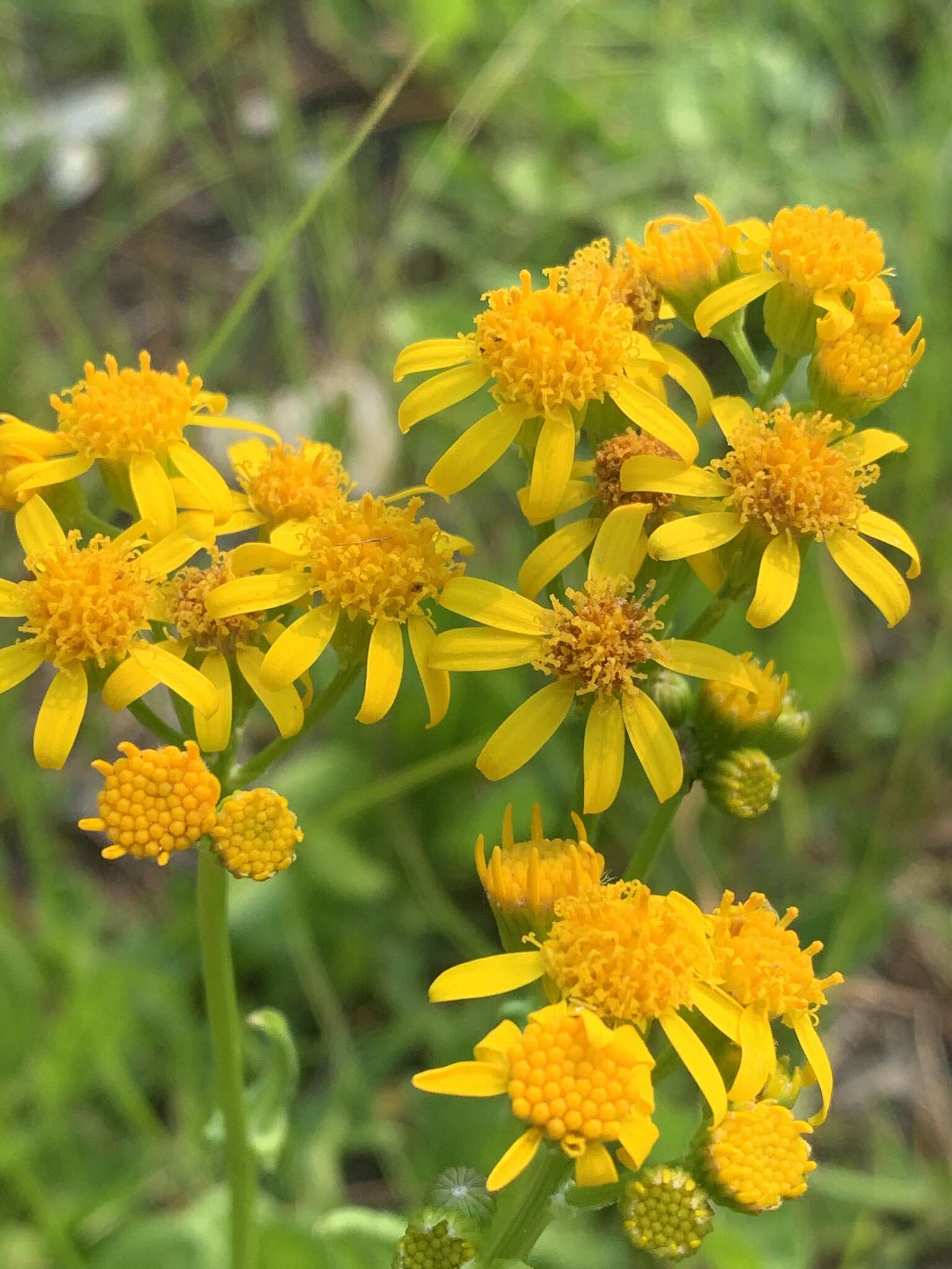 Image of splitleaf groundsel