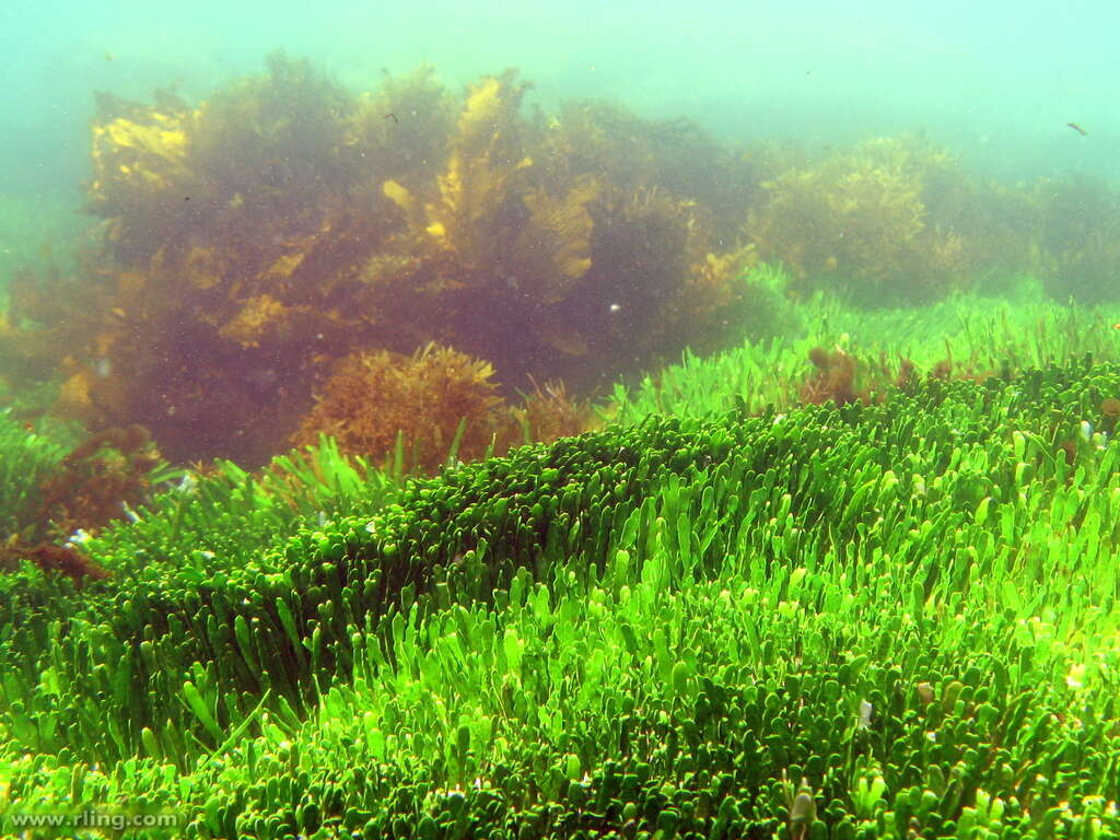 Image of Caulerpa filiformis