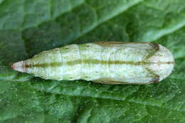 Image of Eulithis pyropata