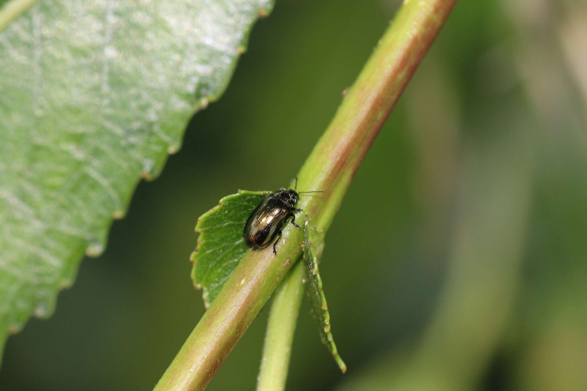 Image of Phratora vitellinae (Linnaeus 1758)