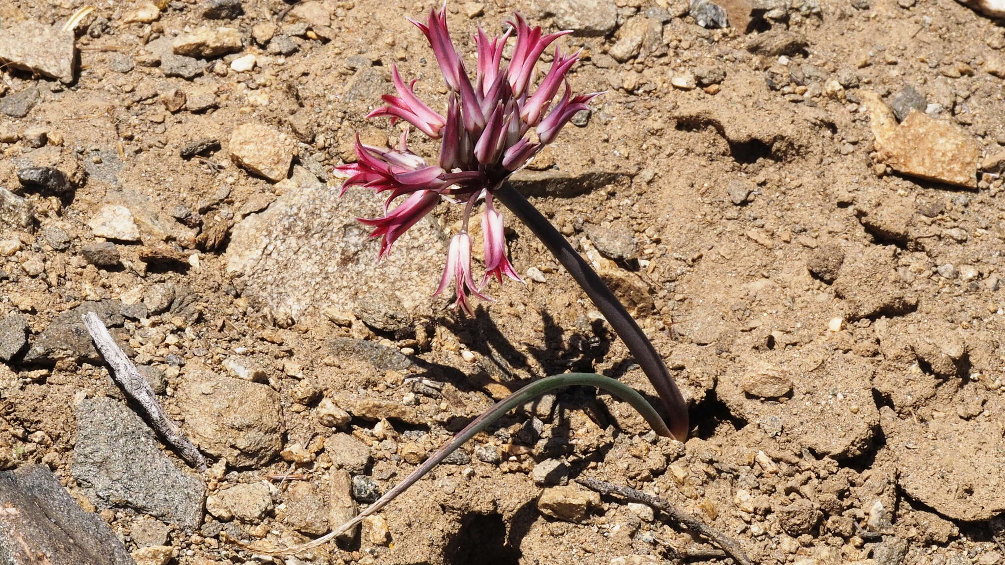 Image of Parish's onion