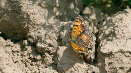 Image de Melitaea sibina Alphéraky 1882