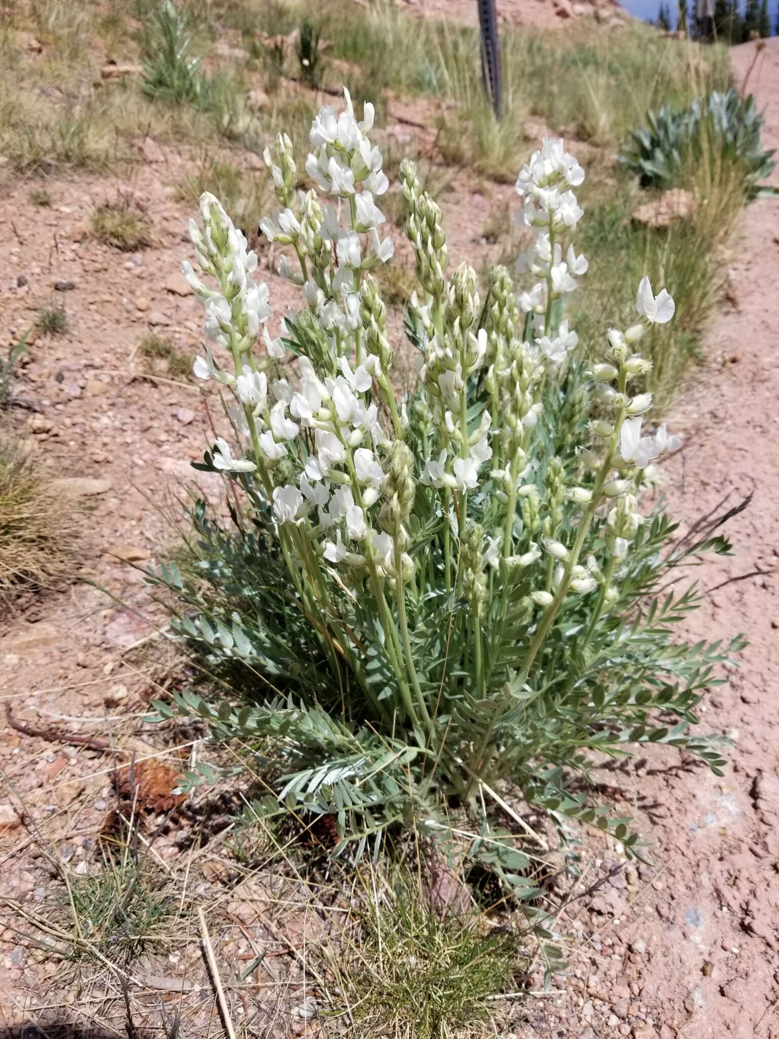 Image of white locoweed