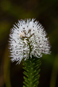 Image of Stilbe albiflora E. Mey.