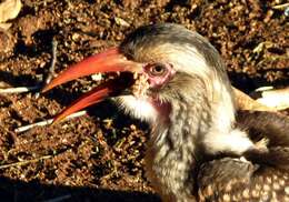 Image of Southern Red-billed Hornbill