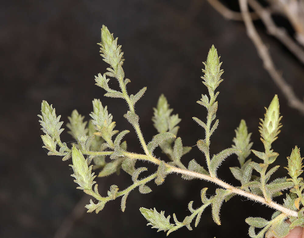 Слика од <i>Brickellia <i>microphylla</i></i> var. microphylla