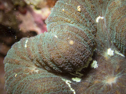 Image of Large single polyp coral