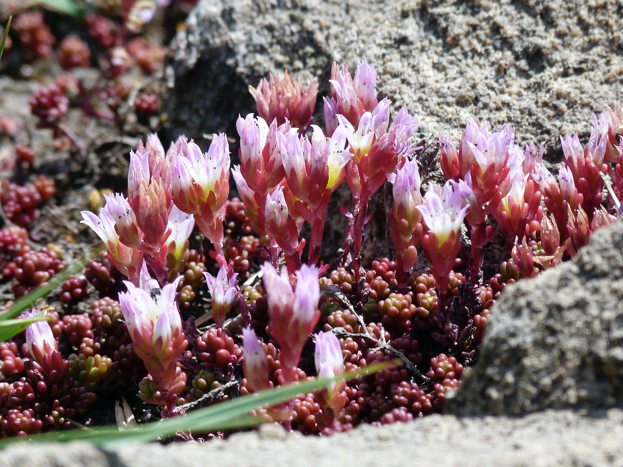 Imagem de Sedum candollei